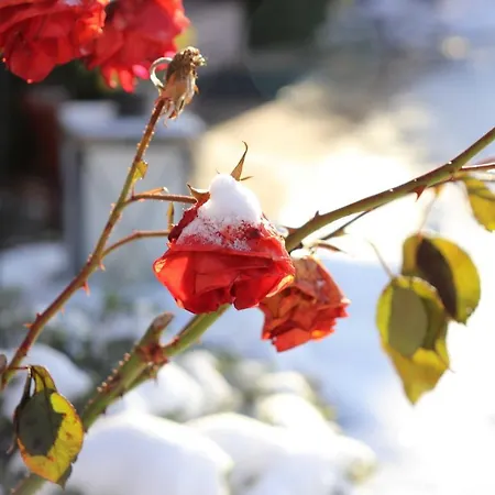 Resort Heumann's Blockhäuser Am Wald